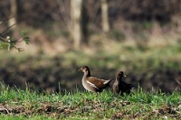 Giovane di Gallinula chloropus (gallinella d'acqua)
